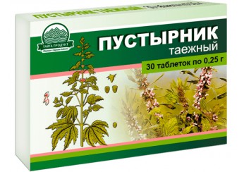 Пустырник таежный